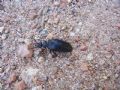 Meloe proscarabaeus